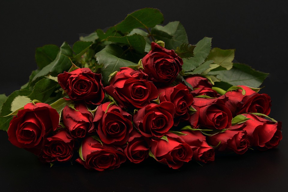 roses-1198275_960_720