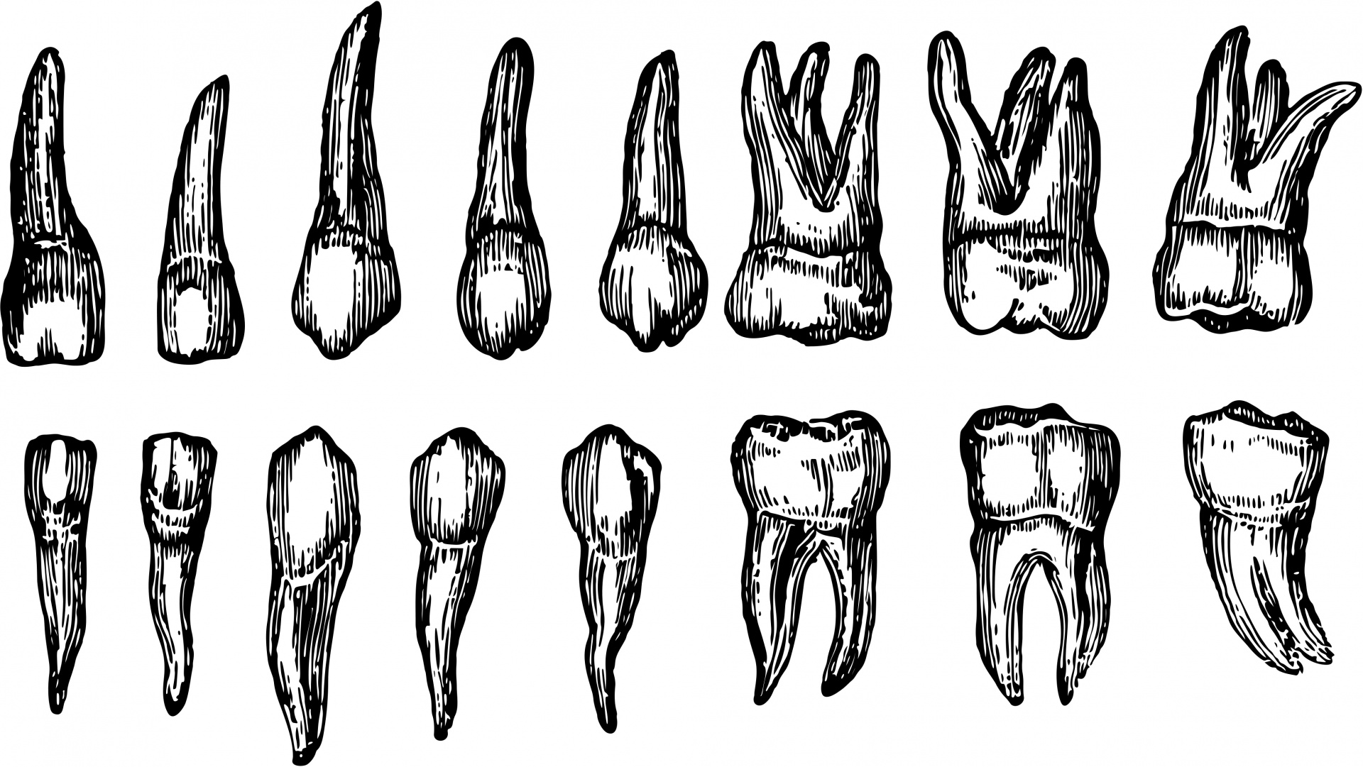 human-teeth-14434489915ih
